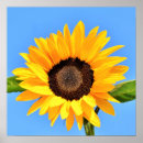 Search for sunflower summers posters For her