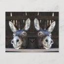 Search for mirroring postcards Reflection