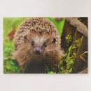 Search for hedgehog puzzles Nature