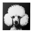 Search for poodles tiles Dogs