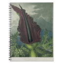 Search for dragon notebooks Botanical