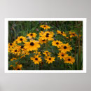 Search for susans posters Photography
