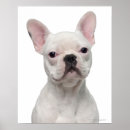 Search for 5 months posters Dog