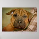 Search for beagle puppy posters Baby animals