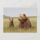 Search for grizzly bear postcards Outdoors