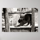 Search for cat stretching posters Pet
