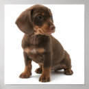 Search for daschund art Dog