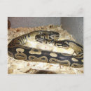 Search for ball python postcards Snake
