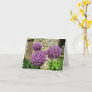 Search for onion cards Garden