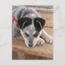 Search for shepard postcards Puppy
