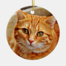 Search for orange kitten christmas tree decorations Pet
