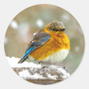 Search for bluebirds stickers Eastern bluebird