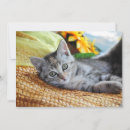 Search for lounge cards Cat