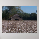 Search for cotton posters Georgia