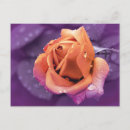 Search for water drop postcards Bloom