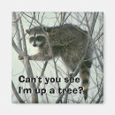Search for bandits magnets Racoon