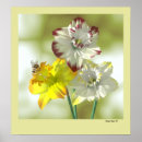 Search for colourful insect posters Floral