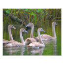 Search for swan image posters Water
