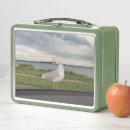 Search for gull Shore
