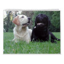 Search for labrador retriever calendars Black