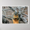 Search for walnut tree Rodent