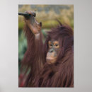 Search for apes art Primate