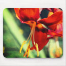Search for fiery mousepads Orange