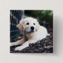 Search for puppy badges Young animal
