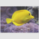 Search for coral reef tissue paper Marine