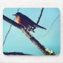 Search for robins electronics Wildlife