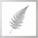 Search for fern leaves posters Frond
