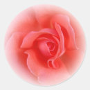 Search for coral rose stickers Pink