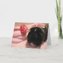 Search for cavies cards Pigs