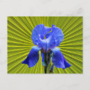 Search for iris postcards Botanical