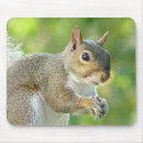 Search for squirrel mousepads Animal