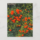 Search for tangerine postcards Fruit