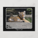 Search for baby tiger cub postcards Wild