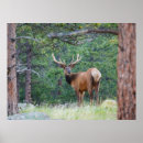 Search for cervus posters Colorado