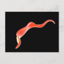 Search for hematology postcards Illustration