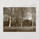 Search for park spring postcards Trees