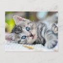 Search for cutest postcards Tabby kitten