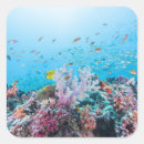 Search for coral reef stickers Maritime