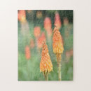 Search for torch Torch lily