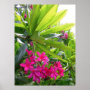 Search for frangipani art Tropical
