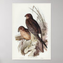 Search for harrier posters Nature