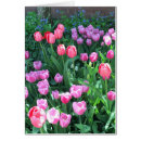 Search for springtime Tulips