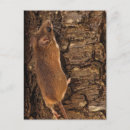 Search for tree mouse postcards Mice