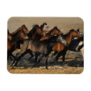 Search for arabe magnets Desert