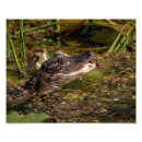 Search for amphibians posters Water