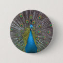 Search for feathered birds badges Pet